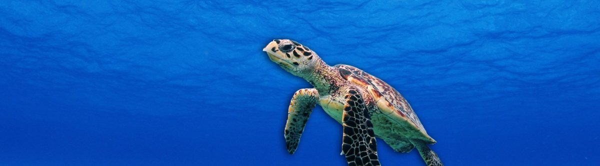 The Cynic Loggerhead